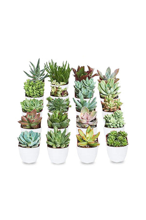 Mini Succulents Combo – Set of 9 - Plantsworld.ae
