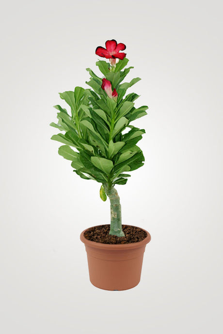 Charming Flowering Plants – Beautiful Blooms for Your Home & Garden