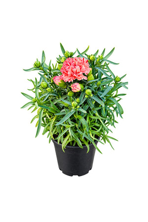 Dianthus Caryophyllus - Carnation