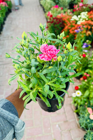 Dianthus Caryophyllus - Carnation