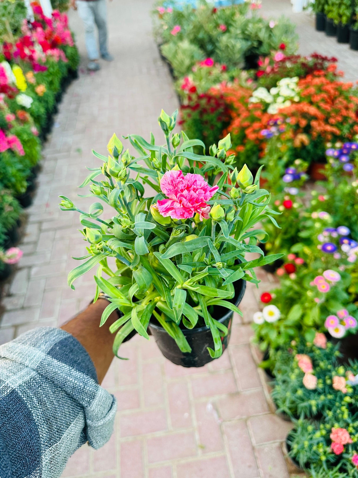 Dianthus Caryophyllus - Carnation - Outdoor Flowering Plant