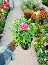 Dianthus Caryophyllus - Carnation - Outdoor Flowering Plant