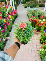 Dianthus Caryophyllus - Carnation - Outdoor Flowering Plant