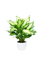 Dieffenbachia Camilla - Dumb Cane - Dieffenbachia Camilla - Dumb Cane - Plantsworld.ae