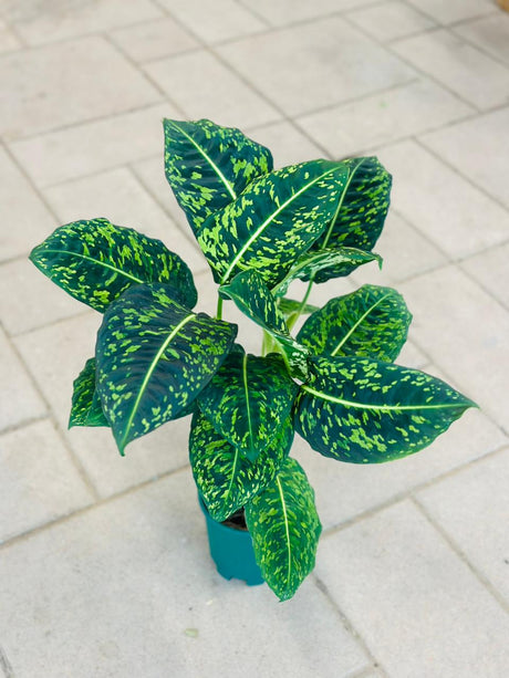 Dieffenbachia Reflector