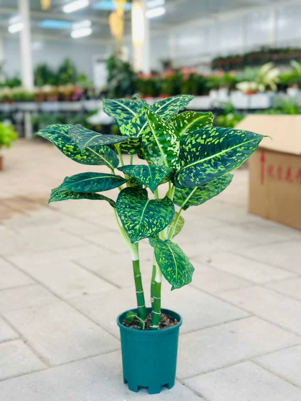 Dieffenbachia Reflector
