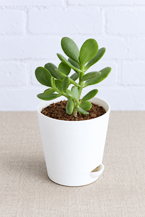 Dollar Plant - Crassula Ovata