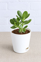 Dollar Plant - Crassula Ovata