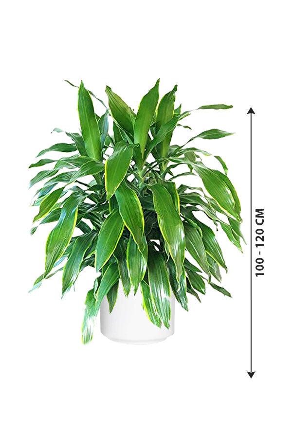 Dracaena Art - Non Flowering Indoor Plant