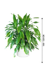 Dracaena Art - Non Flowering Indoor Plant