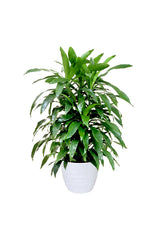 Dracaena Art - Non Flowering Indoor Plant