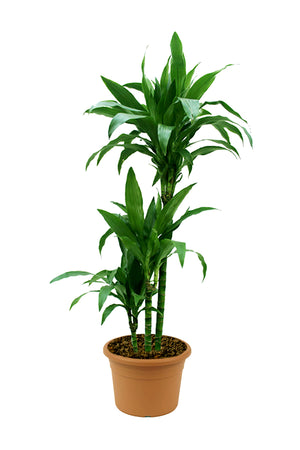 Dracaena Janet Craig - Low Light Indoor Plant - Plantsworld.ae