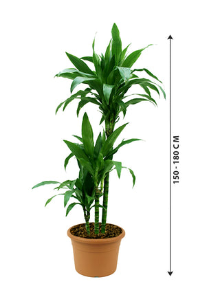 Dracaena Janet Craig - Low Light Indoor Plant - Plantsworld.ae