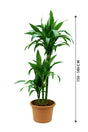 Dracaena Janet Craig - Low Light Indoor Plant - Plantsworld.ae