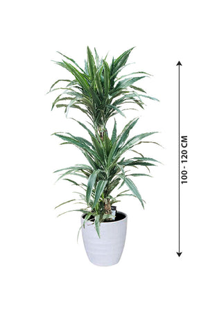 Dracaena Warneckii - Striped Dracaenas - Plantsworld.ae