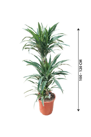 Dracaena Warneckii - Striped Dracaenas - Plantsworld.ae