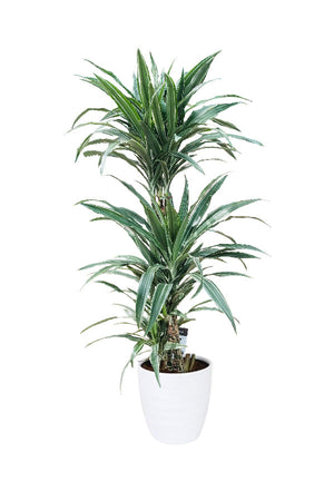 Dracaena Warneckii - Striped Dracaenas - Plantsworld.ae