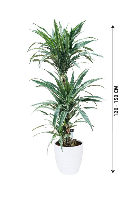 Dracaena Warneckii – Gestreifte Dracaenas – Zimmerpflanze