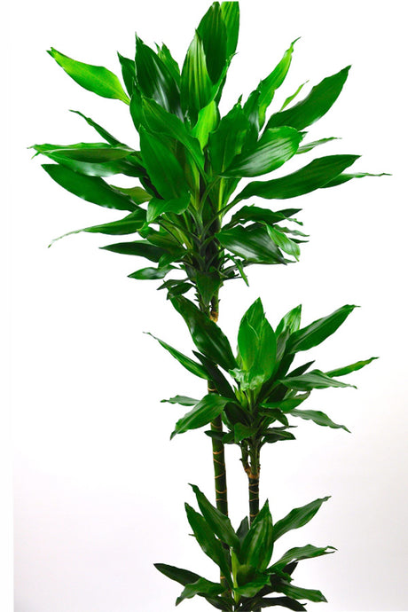 Dracaena Janet Craig canes with layered deep green leaves, close view of foliage