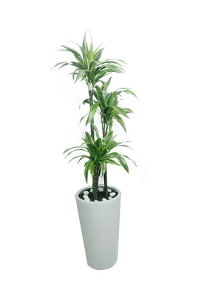 Dracaena Lemon Lime indoor plant hire in Dubai – Vibrant foliage – Plantsworld.ae