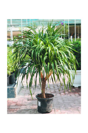 Dracaena Draco Branched – Dragon Tree with multiple sculpted branches in a decorative pot for indoor or outdoor use