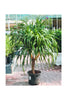 Deals Of The Day - Dracena Draco Branched