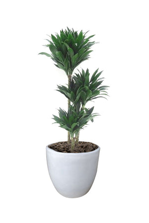 Dracaena Fragrans Compacta - Dracaena Deremensis Indoor Plant with Glossy Green Foliage