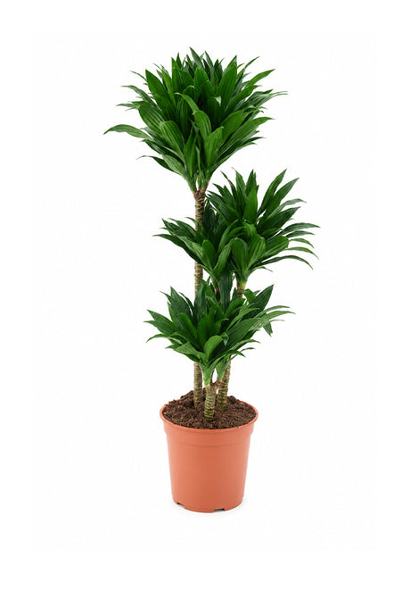 Dracaena Deremensis Compacta indoor plant in terracotta plastic pot, indoor plant UAE