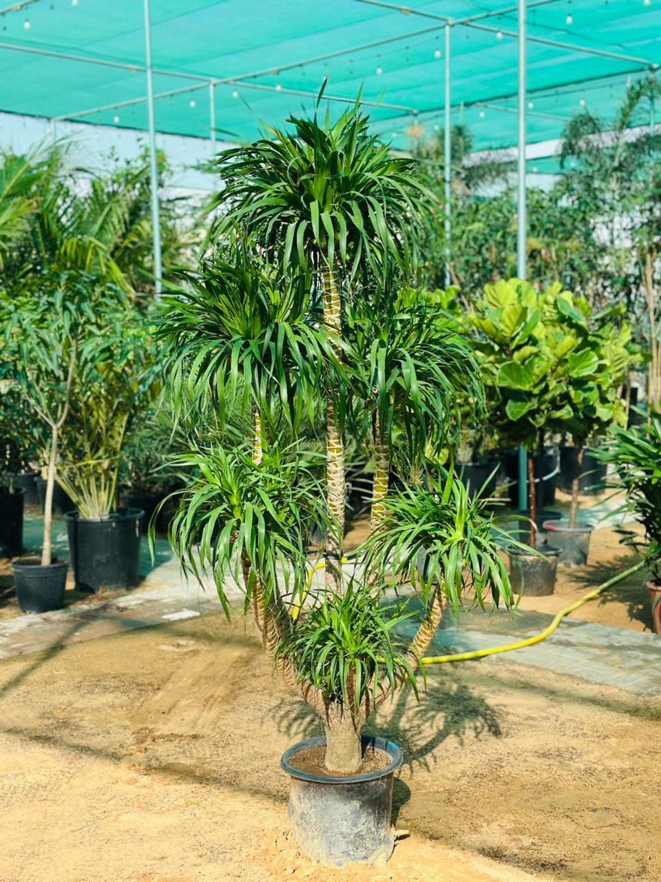 Dracaena Draco Tall