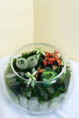 Dream Terrarium