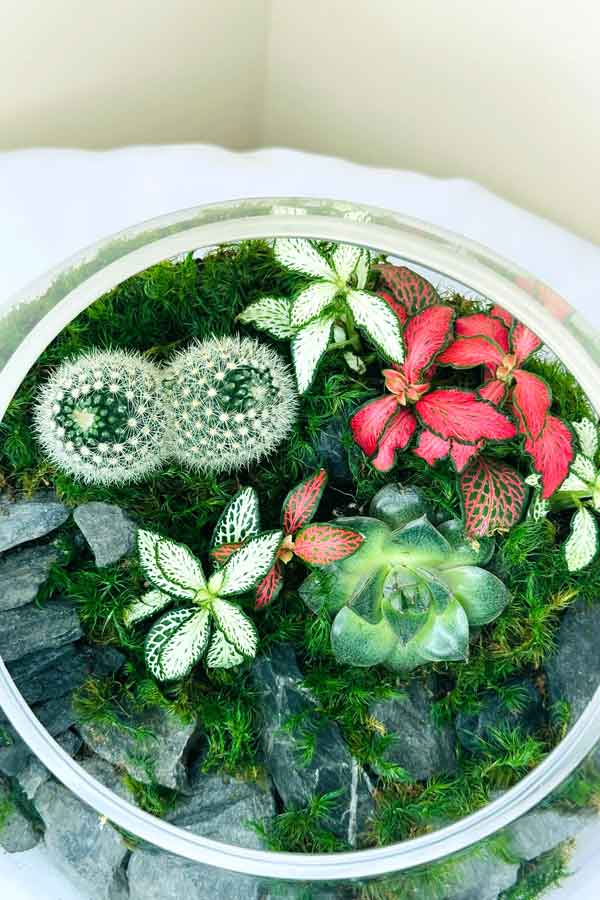 Dream Terrarium