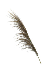 Dried Common Reed Grass Stick