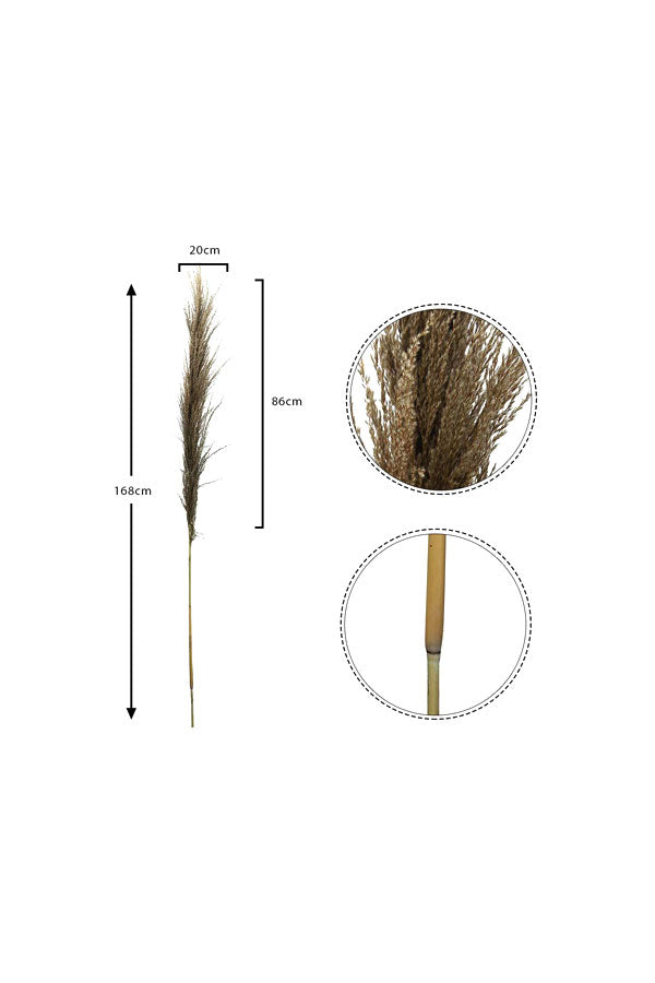 Dried Common Reed Grass Stick