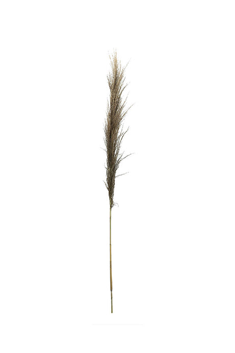 Dried Common Reed Grass Stick
