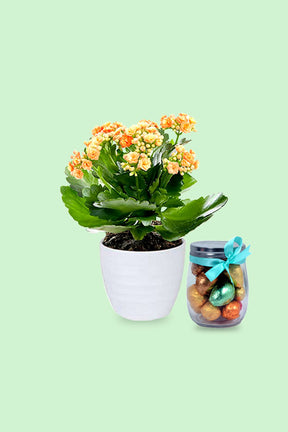 Joyful Kalanchoe with Easter Eggs - Vibrant Plant and Festive Spring Decoration
