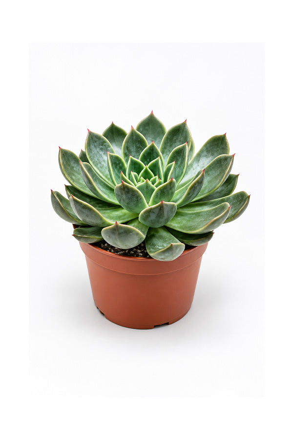 Echeveria OVR rosette with soft grey-green leaves in terracotta pot