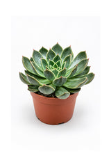 Echeveria OVR rosette with soft grey-green leaves in terracotta pot