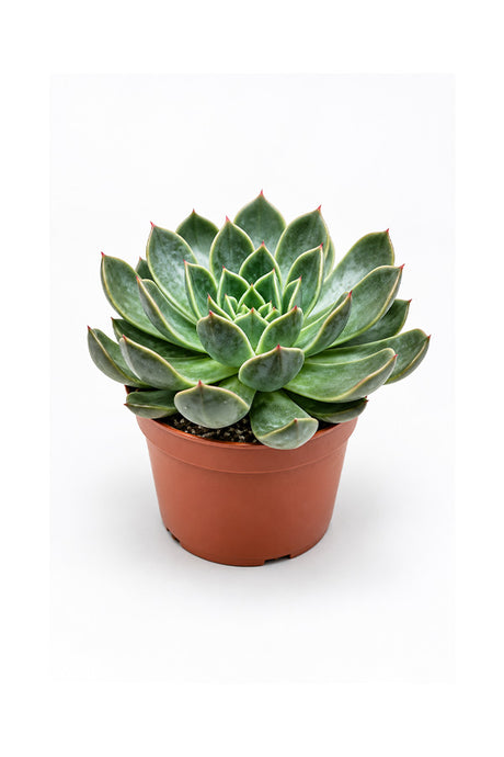 Echeveria OVR rosette with soft grey-green leaves in terracotta pot