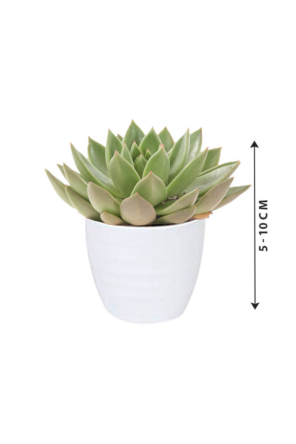 Echeveria OVR – Premium Rosette Succulent for Home & Office Decor