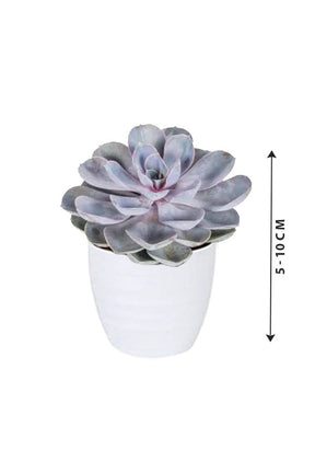 Echeveria 'Tippy' - Echeveria Subsessilis - Plantsworld.ae