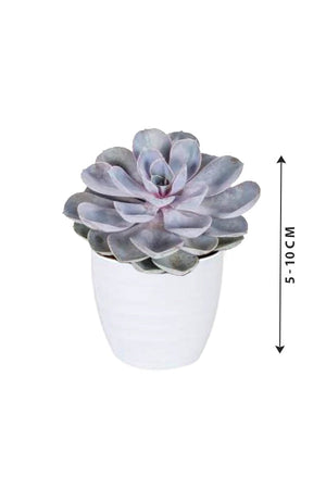 Echeveria 'Tippy' - Echeveria Subsessilis - Plantsworld.ae