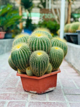 Echino Cactus Multi Head  - Cactus Plant