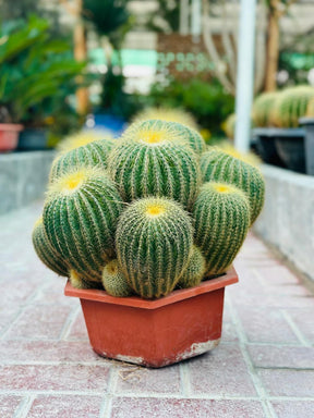 Echino Cactus Multi Head – Multi-headed spiny cactus plant in a decorative pot