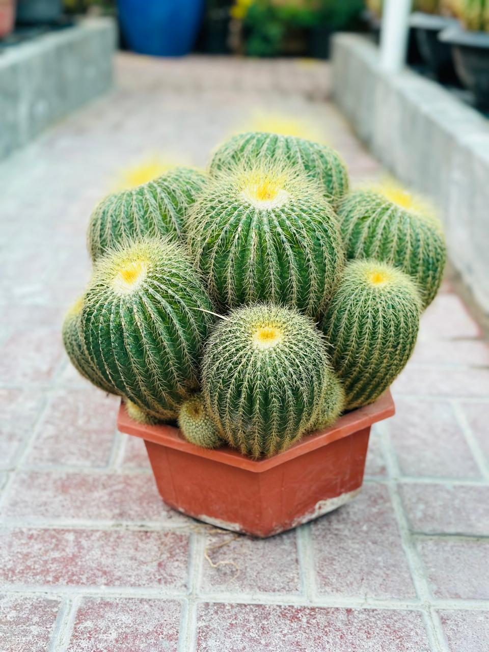 Echino Cactus Multi Head  - Cactus Plant