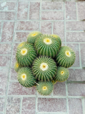 Echino Cactus Multi Head  - Cactus Plant - Plantsworld.ae