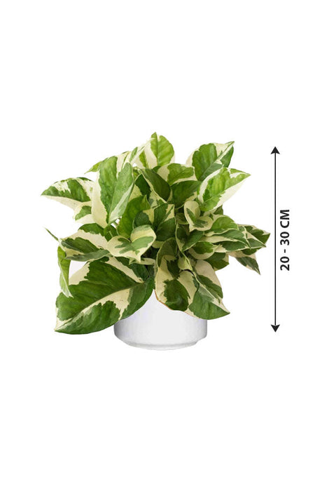 Njoy Plant With Ceramic Pot- Epipremnum Pinnatum