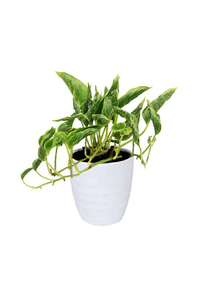 Godzilla Pothos – Epipremnum Aureum ‘Shangri La’ with curled green foliage in indoor ceramic pot

