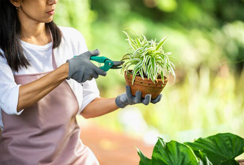 Gardening Care