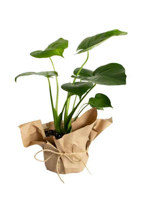 Monstera plant in a stylish pot, perfect as a Father's Day gift

