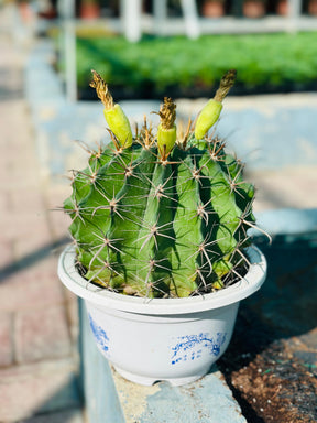 Ferocactus – Barrel cactus with thick ribs and vibrant spines in a decorative pot